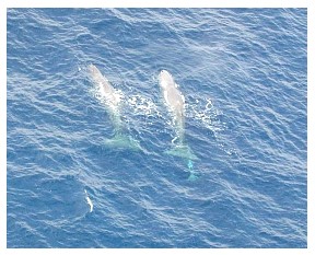whales2.jpg